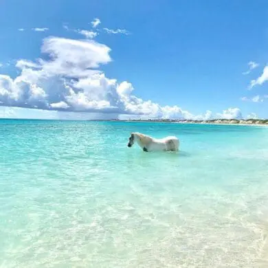 Why do horses love the beach?