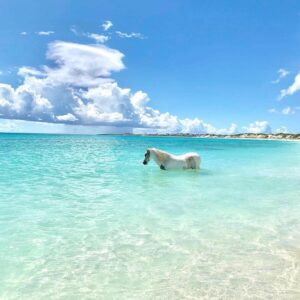 Why do horses love the beach?