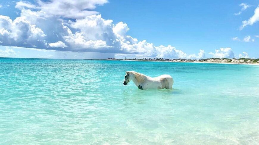 Why do horses love the beach?